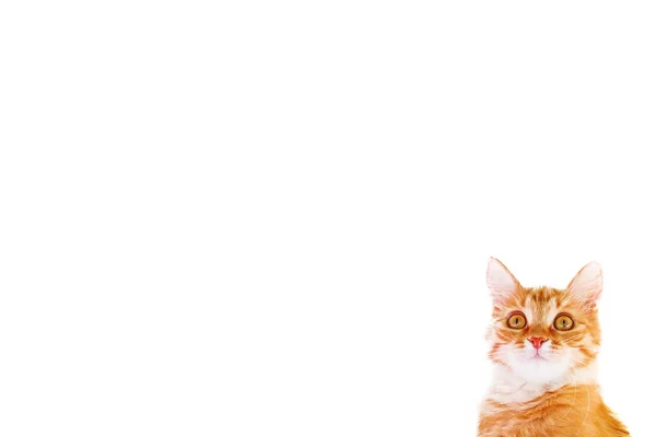Weißer Hintergrund Mit Neugierigen Verdutzten Katzen Das Süße Ingwerkätzchen Sieht — Stockfoto