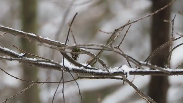 Закрыть кадры фрозеновых ветвей деревьев под снегом. Зимний лес . — стоковое видео