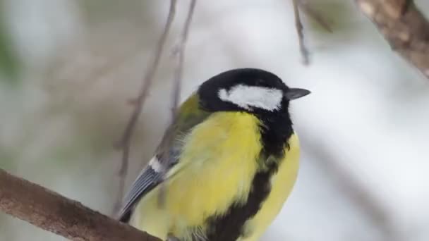 Parus de mésange assis sur des branches d'arbres gelées. Gros plan des images d'oiseaux colorés dans la forêt d'hiver . — Video