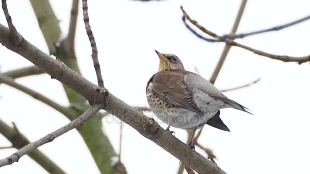 Feldturdus pilaris sitzt auf gefrorenen Ästen. Nahaufnahme von bunten Vögeln im Winterwald. — Stockvideo