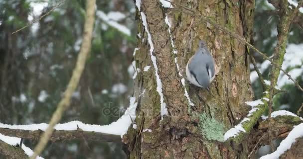 La nuthatch eurasiatica o la nuthatch di legno Sitta europaea nasconde il cibo nella corteccia degli alberi. Uccello colorato nella foresta invernale . — Video Stock