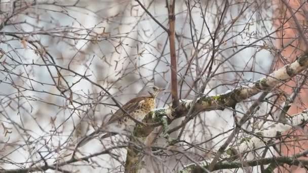 Fieldfare Turdus pilaris sitting on frozen tree branches. Close up footage of colorful bird in winter forest. — Stock Video