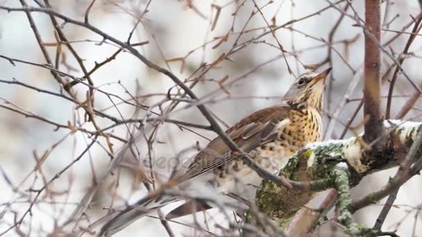 Fieldfare Turdus pilaris sentado em galhos de árvores congeladas. Close up imagens de pássaro colorido na floresta de inverno . — Vídeo de Stock