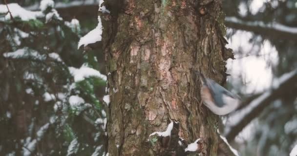 Boomklever of hout Boomklever Sitta europaea verbergt voedsel in boomschors. Kleurrijke zangvogels winter forest. — Stockvideo