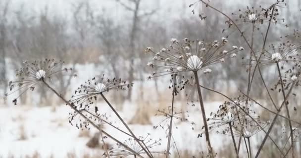 Χιονοπτώσεις σε πεδίο με ξερά χόρτα. Χειμώνα φυσικό υπόβαθρο. — Αρχείο Βίντεο