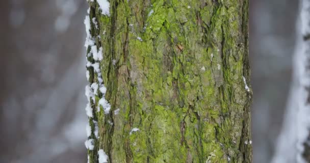 Heavy snowfall in forest. Focus on tree bark with green moss. Winter natural background. — Stock Video