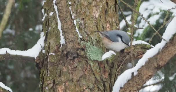 Nuthatch euroasiático o nuthatch de madera Sitta europaea esconde comida en la corteza de los árboles. Colorido pájaro en bosque de invierno . — Vídeos de Stock