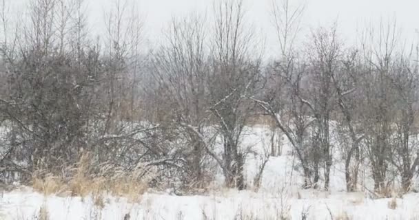 Χιονοπτώσεις σε πεδίο με ξερά χόρτα. Χειμώνα φυσικό υπόβαθρο. — Αρχείο Βίντεο