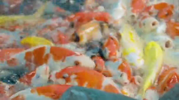 Çocuk/süs balıkları Koi sazan Cyprinus carpio besleme. Dusit Hayvanat Bahçesi, Bangkok, Tayland. — Stok video