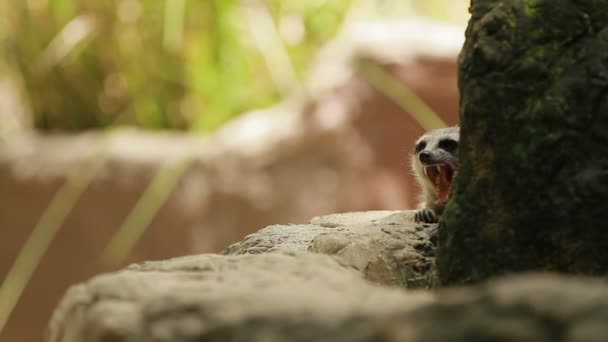 Meerkat eller suricate, Suricata suricatta sitter på en sten i inneslutningen och sniffar. Bangkok, Thailand. — Stockvideo