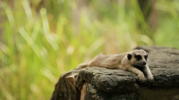Meerkat o suricate, Suricata suricatta se sienta en una piedra en el recinto y olfateando. Bangkok, Tailandia . — Vídeos de Stock
