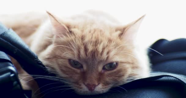 Cute ginger cat lying on backpack. Fluffy pet starring in camera and hiding its head under strap. — Stock Video