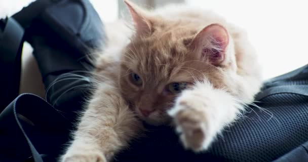 Aranyos gyömbér macska feküdt a hátizsák. Bolyhos kisállat úgy néz ki, elégedetlen. — Stock videók