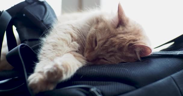 Söt ingefära katt liggande på ryggsäck. Fluffiga pet sova på svart väska. — Stockvideo