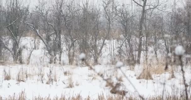 Neve pesada no campo com grama seca. Inverno fundo natural . — Vídeo de Stock