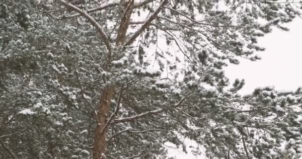 Snöfall i pinjeskog. Vinter naturliga bakgrund. — Stockvideo
