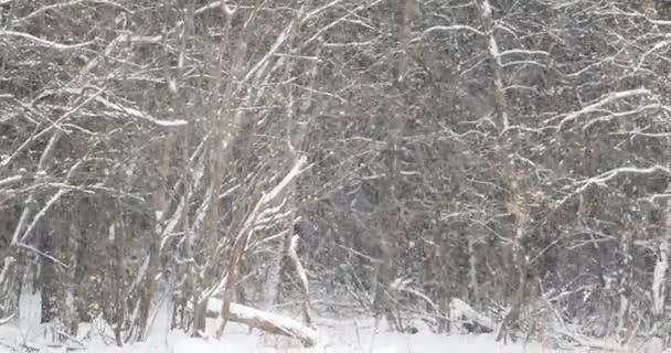 Snöfall i pinjeskog. Vinter naturliga bakgrund. — Stockvideo