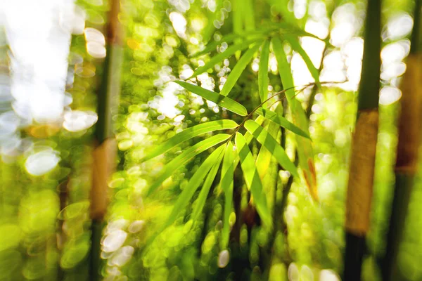 天然背景与棕榈树叶和太阳反射。柔和的焦点, 与镜头宝宝甜蜜35毫米射击. 巴厘岛, 印度尼西亚. — 图库照片