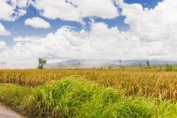 Campos agrícolas cerca de Ubud. Temporada lluviosa y nublada de invierno. Los agricultores fumigan los campos con humo de insectos. Bali, Indonesia . — Foto de Stock