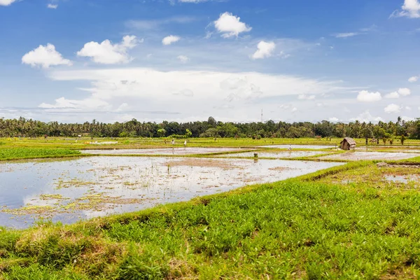 Vista panorámica de los arrozales agrícolas cerca de Ubud. Temporada lluviosa y nublada de invierno. Bali, Indonesia . — Foto de Stock