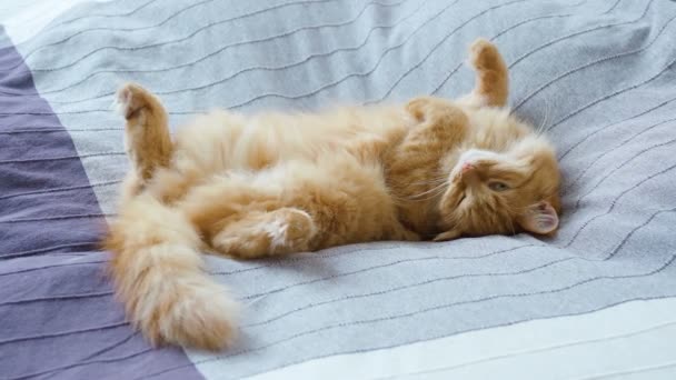 Söt ingefära katt liggande magen i sängen på grå filt, fluffiga husdjur kommer att sova. Mysiga hem bakgrund. — Stockvideo