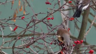 Fieldfare Turdus pilaris yeme donmuş rowan ağacı meyveleri. Kış günü renkli kuş görüntüleri kapat.