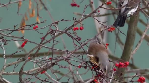 Björktrast Turdus pilaris äta frysta träd Rönnbär. Närbild bilder av färgglada fågel i vinterdag. — Stockvideo