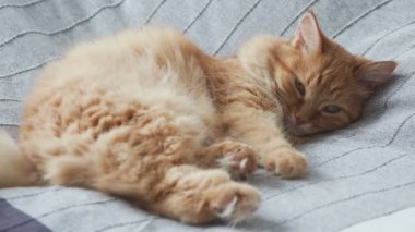 Şirin zencefil kedi üzerinde gri battaniye, kabarık evde beslenen hayvan yatakta yalan uyuyacak. Rahat ev arka plan.