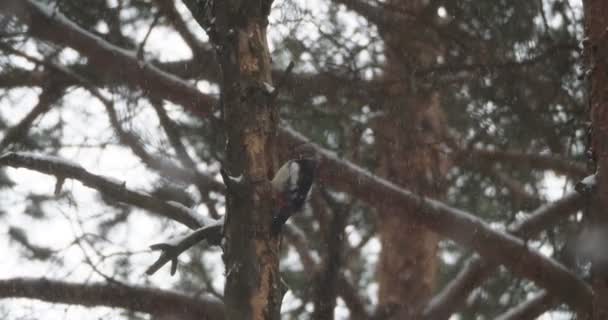 Great spotted hackspett Dendrocopos stora mejsling i trädet för att hitta mat. Färgglada fågel i vinter skog. — Stockvideo