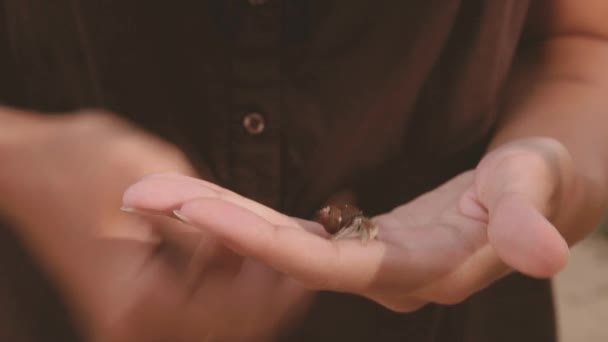 Un piccolo granchio eremita striscia sulle mani delle donne. Isola di Phuket, Thailandia . — Video Stock