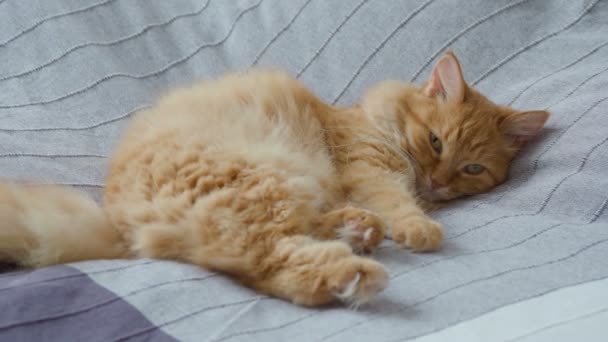 Gato de gengibre bonito deitado na cama em cobertor cinza, animal de estimação fofo vai dormir. Aconchegante casa fundo . — Vídeo de Stock