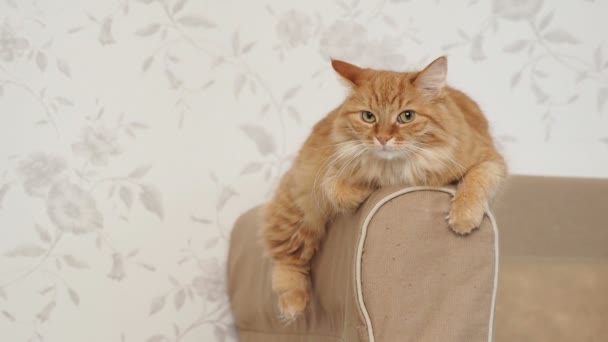 Милий імбирний кіт лежить на руці дивана. Пухнастий домашній улюбленець в головній ролі в камері. Затишний домашній фон . — стокове відео