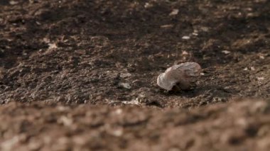 Küçük Yalnızcıl Yengeç kabuğu ile kaynıyor. Phuket Island, Tayland.