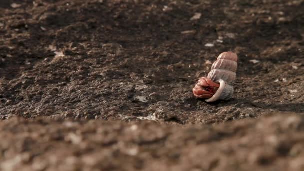 Little hermit crab crawling with its shell. Phuket island, Thailand. — Stock Video