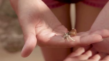 Küçük pavurya kadın ellerinde kaynıyor. Phuket Island, Tayland.