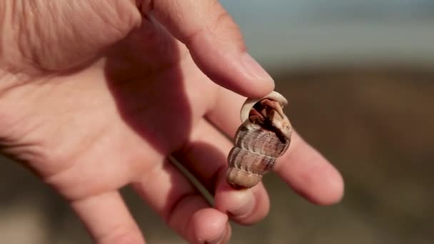 Woman holding a little hermit crab. Crab hiding in shell. Phuket island, Thailand. — Stock Video