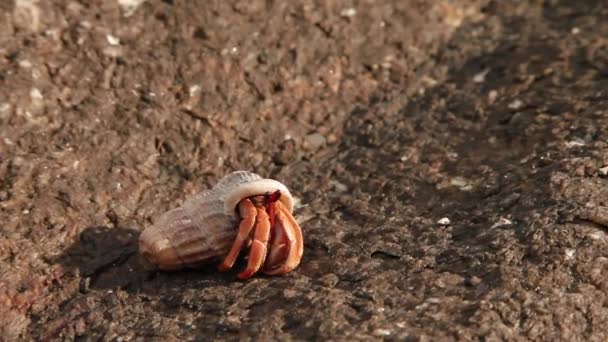 Un piccolo granchio eremita che striscia con il guscio. Isola di Phuket, Thailandia . — Video Stock