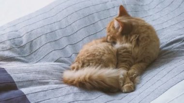 Şirin zencefil kedi üzerinde gri battaniye yatakta yalan. Kabarık evde beslenen hayvan onun pençeleri yalıyor ve uyuyacak. Rahat ev arka plan.