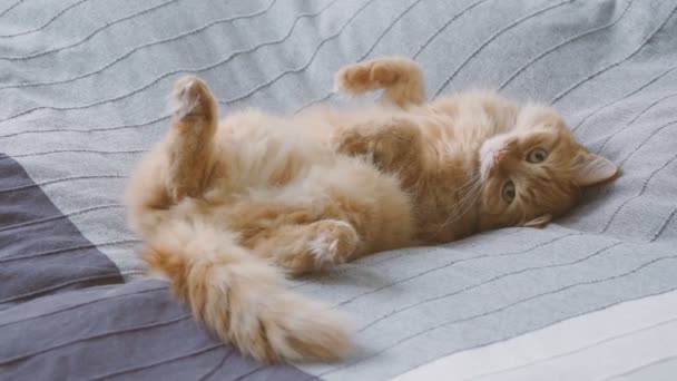 Cute ginger cat lying belly up in bed on grey blanket, Fluffy pet is going to sleep. Cozy home background. — Stock Video