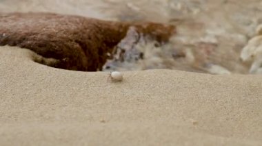 Minik Yengeç münzevi deniz sörf kaynıyor. Sandy beach Phuket Island, Tayland tarihinde.