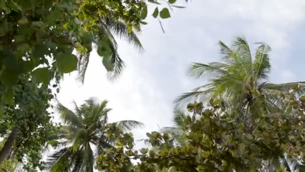Widok z dołu na drzewa palmy kołyszące się na wietrze. Wyspy Phuket, Tajlandia. — Wideo stockowe