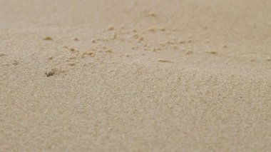 Küçük bej Yengeç kabuk olmadan onun delik yakınındaki kaynıyor. Sandy beach Phuket Island, Tayland tarihinde.