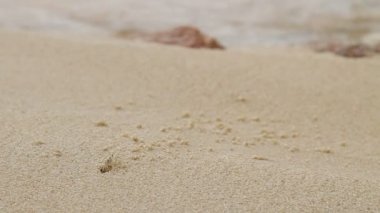 Küçük bej Yengeç kabuk olmadan onun delik yakınındaki kaynıyor. Sandy beach Phuket Island, Tayland tarihinde.