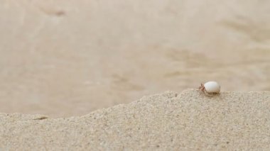 Minik Yengeç münzevi deniz sörf kaynıyor. Sandy beach Phuket Island, Tayland tarihinde.