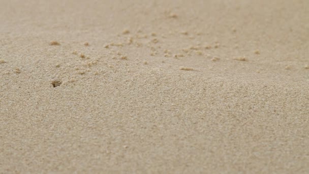 Petit crabe beige rampant près de son trou sans coquille. Plage de sable sur l'île de Phuket, Thaïlande . — Video