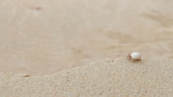 Tiny crab hermit crawling near sea surf. Sandy beach on Phuket island, Thailand. — Stock Video