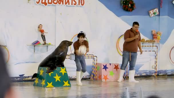 БАНГКОК, ТАИЛАНД - 25 октября 2012 года. Южноамериканский тюлень Arctocephalus australis делает трюки в бассейне. Водное шоу в зоопарке Дусит. Бангкок, Таиланд . — стоковое видео