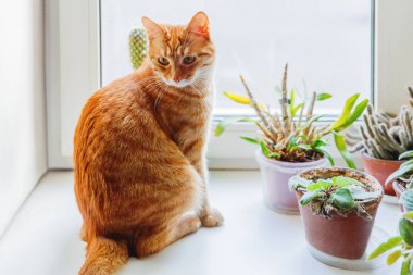 Şirin zencefil kedi pencere pervazına yakınındaki kapalı dekoratif bitkiler üzerinde oturuyor. Rahat ev arka plan ile yerli kabarık evde beslenen hayvan.