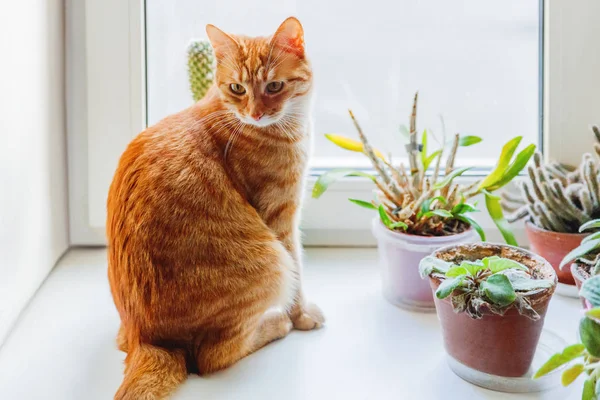 Söt ingefära katt sitter på fönsterbrädan nära inomhus dekorativa växter. Mysiga hem bakgrund med inhemska fluffiga husdjur. — Stockfoto