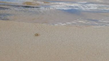 Küçük bej Yengeç deniz sörf kaynıyor. Sandy beach Phuket Island, Tayland tarihinde.